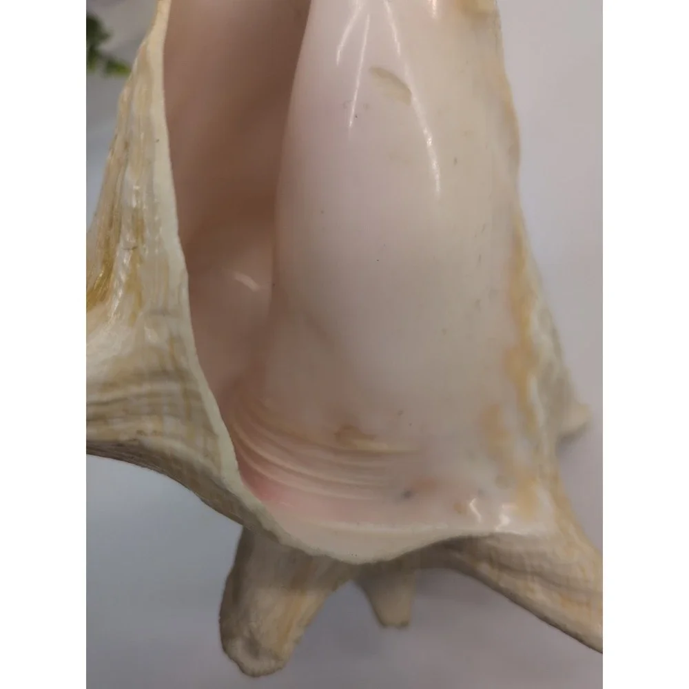 🏖️Large Vintage Pink-Lipped Murex Sea Shell Natural Ocean‎ Beach Coastal Decor